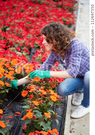 happy female nursery worker trimming plants in greenhouse happy female nursery worker trimming plants in greenhouse 112697350