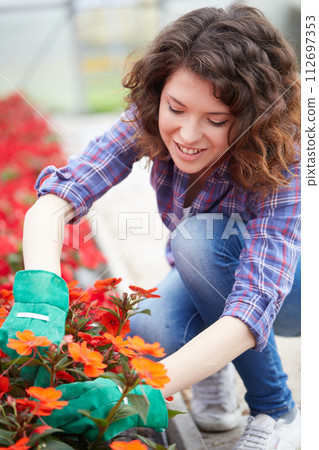 happy female nursery worker trimming plants in greenhouse happy female nursery worker trimming plants in greenhouse 112697353