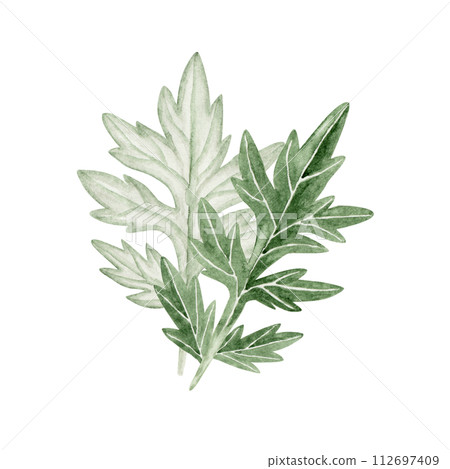 艾蒿春季植物的水彩插圖 艾蒿春季植物的水彩插圖 112697409