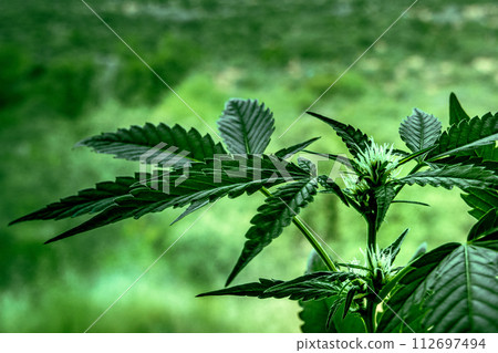Cannabis plant with green leaves and white flowers. Organic marijuana Cannabis plant with green leaves and white flowers. Organic marijuana 112697494