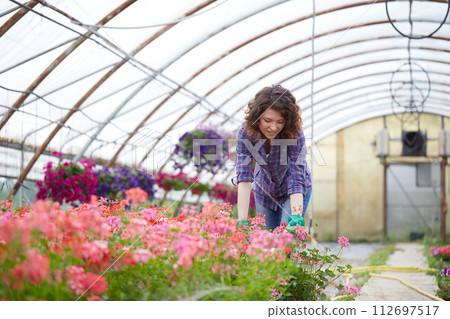 happy female nursery worker trimming plants in greenhouse happy female nursery worker trimming plants in greenhouse 112697517