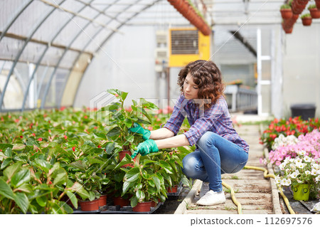 happy female nursery worker trimming plants in greenhouse happy female nursery worker trimming plants in greenhouse 112697576