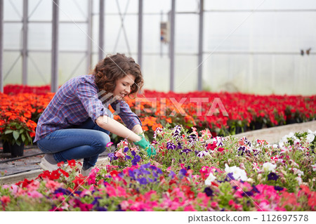 happy female nursery worker trimming plants in greenhouse happy female nursery worker trimming plants in greenhouse 112697578