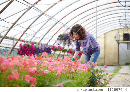 happy female nursery worker trimming plants in greenhouse 112697644