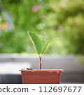 Macro of small sprout with first leaves growing in little flower pot over green background in blur. 112697677