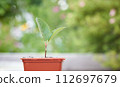 Macro of small sprout with first leaves growing in little flower pot over green background in blur. 112697679