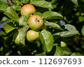Apple branch with ripe juicy apples illuminated by sunlight on a background of green foliage. 112697693