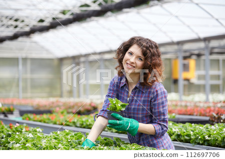 happy female nursery worker trimming plants in greenhouse happy female nursery worker trimming plants in greenhouse 112697706