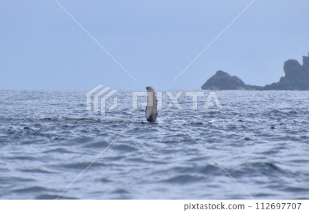 Whale watching pec wrap Whale watching pec wrap 112697707