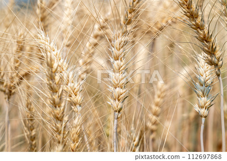 Close up of full grown barley in the barley field 112697868