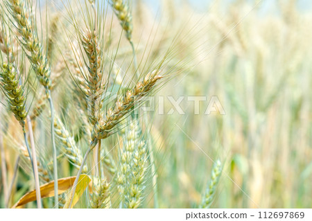 Close up of full grown barley in the barley field 112697869