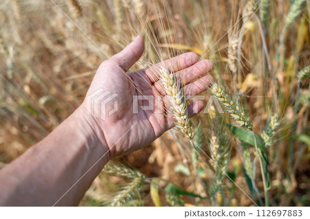 Close up of a farmer's hand checking on his barley spike 112697883