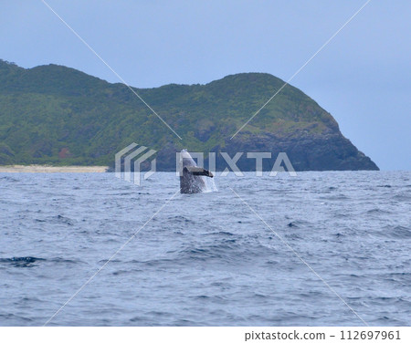 賞鯨漂白劑 112697961