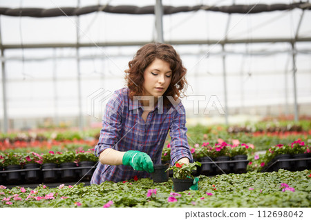happy female nursery worker trimming plants in greenhouse happy female nursery worker trimming plants in greenhouse 112698042