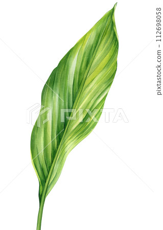 Palm leaf, watercolor painting green plant illustration isolated white background. Jungle clipart Tropical turmeric leaf Palm leaf, watercolor painting green plant illustration isolated white background. Jungle clipart Tropical turmeric leaf 112698058
