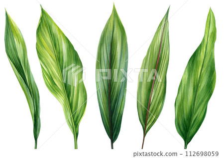 Tropical leaves set, Palm leaf watercolor painting green plant illustration on isolated white background. Jungle clipart Tropical leaves set, Palm leaf watercolor painting green plant illustration on isolated white background. Jungle clipart 112698059