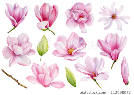 Watercolor magnolia flowers. Beautiful magnolia on a tree branch isolated on white. Set pink flower Botanical painting 112698072