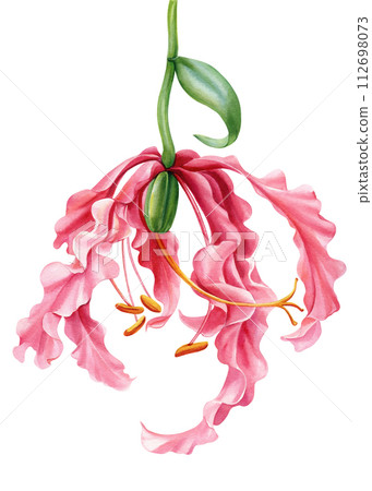 Exotic flower. Glory lily, Gloriosa isolated. Watercolor botanical hand drawing, Tropical pink flora, flame lily  112698073