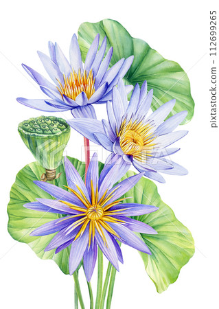 Violet Lotus watercolor botanical illustration. Water lilies Flowers isolated background, watercolor botanical plant 112699265