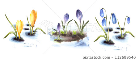 Watercolor painted spring primary flowers crocuses, scylla, saffron illustration set. Arrival of spring landscape, the awakening of nature, melting snow. Card print clipart. Isolated white background 112699540