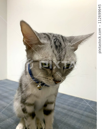 A cat staring at you A cat staring at you 112699645