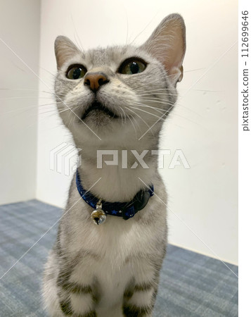Cat sitting and looking at camera Cat sitting and looking at camera 112699646