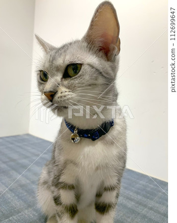 cat looking at you cat looking at you 112699647