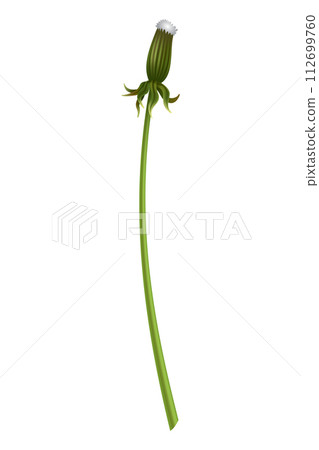 Dandelion. Realistic flower. Summer natural season element, beautiful grass. Vector icon illustration isolated on white background Dandelion. Realistic flower. Summer natural season element, beautiful grass. Vector icon illustration isolated on white background 112699760