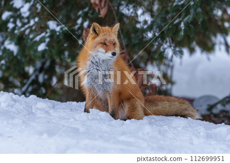 Cute red fox, a fluffy angel in winter (Hokkaido) 112699951