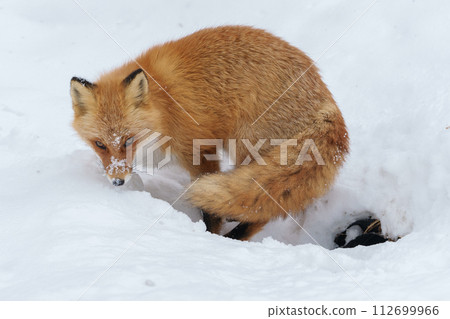 Cute red fox, a fluffy angel in winter (Hokkaido) Cute red fox, a fluffy angel in winter (Hokkaido) 112699966