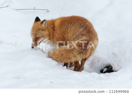 Cute red fox, a fluffy angel in winter (Hokkaido) Cute red fox, a fluffy angel in winter (Hokkaido) 112699968