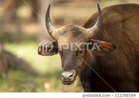 Gaur or Indian Bison or bos gaurus face closeup or fine art portrait in winter season evening safari at bandhavgarh national park forest or tiger reserve madhya pradesh india asia Gaur or Indian Bison or bos gaurus face closeup or fine art portrait in winter season evening safari at bandhavgarh national park forest or tiger reserve madhya pradesh india asia 112700164