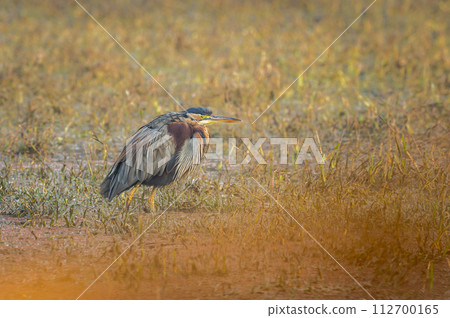 purple heron or ardea purpurea fine art closeup or portrait in winter season sunrise light at keoladeo national park or bharatpur bird sanctuary rajasthan india asia purple heron or ardea purpurea fine art closeup or portrait in winter season sunrise light at keoladeo national park or bharatpur bird sanctuary rajasthan india asia 112700165