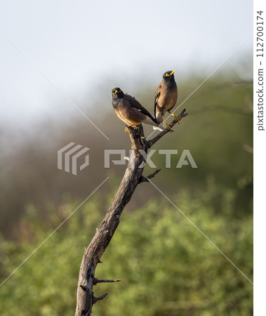 common myna or Indian myna or mynah or Acridotheres tristis bird pair perched on branch in natural scenic green background in winter season safari at forest of india asia common myna or Indian myna or mynah or Acridotheres tristis bird pair perched on branch in natural scenic green background in winter season safari at forest of india asia 112700174