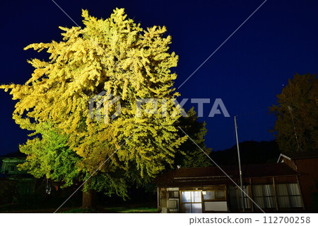 Hiruno's large ginkgo (Niigata Prefecture) 112700258