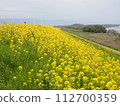 Rape blossoms on the bank 112700359