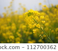 Rape blossoms 112700362