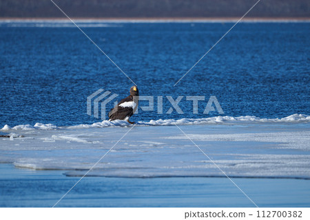 Lake Furen - Steller's sea eagle at Hashirukutan Lake Furen - Steller's sea eagle at Hashirukutan 112700382
