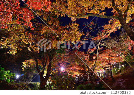 Autumn leaves illumination at Yahiko Momiji Valley (Niigata Prefecture) Autumn leaves illumination at Yahiko Momiji Valley (Niigata Prefecture) 112700383