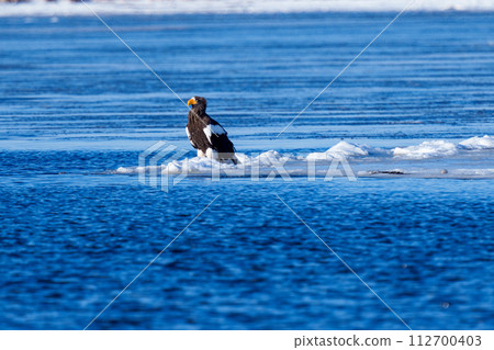 Lake Furen - Steller's sea eagle at Hashirukutan 112700403