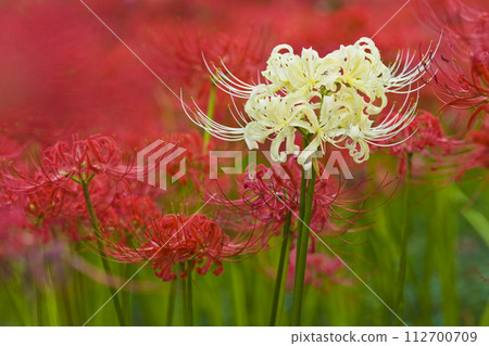 金澤達文殊坂公園 4 中成群生長的紅蜘蛛百合 112700709