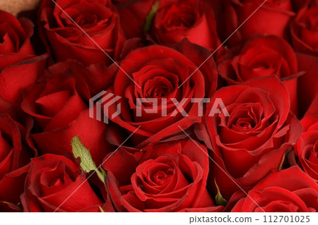 優雅的深紅玫瑰 優雅的深紅玫瑰 112701025