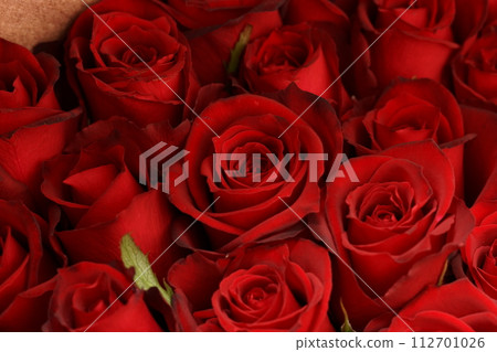 elegant deep red rose 112701026