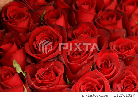 elegant deep red rose 112701027