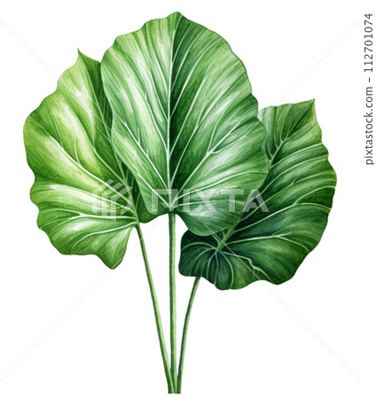 alocasia alocasia 112701074