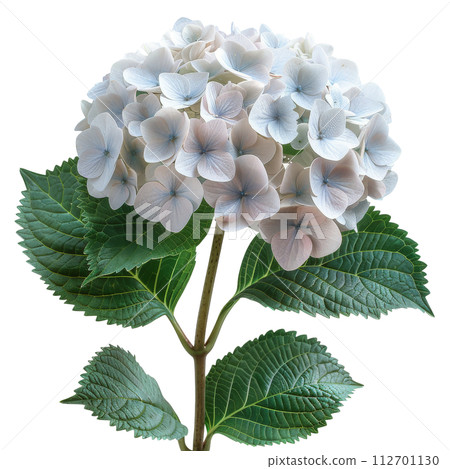Close Up of a Flower on White Background 112701130
