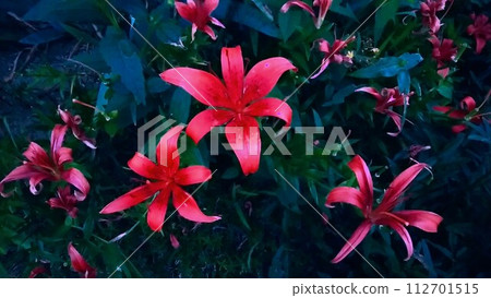 red flower 006 112701515