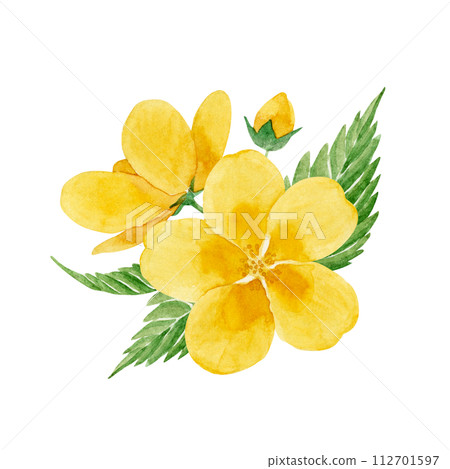 山吹花的水彩插圖 山吹花的水彩插圖 112701597