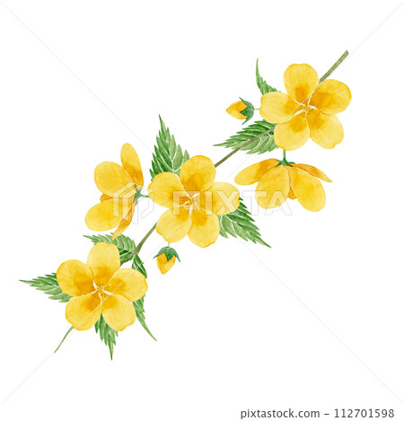 Watercolor illustration of Yamabuki flowers 112701598