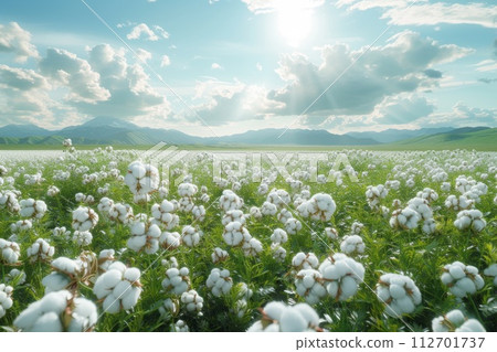 Beautiful cotton fields full of crops 112701737